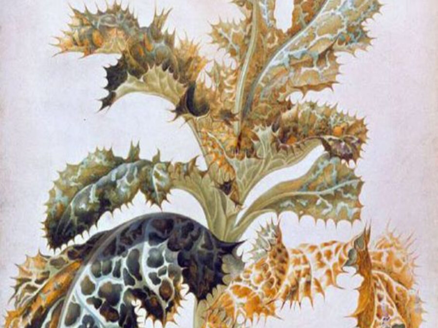Maria Sibylla Merian, precursora de la entomología moderna.